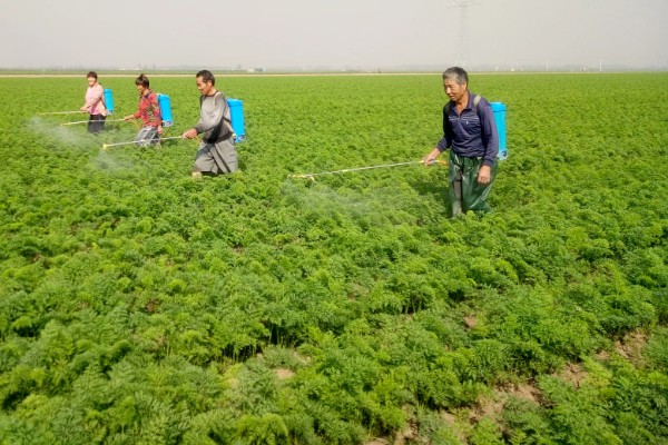春萝卜怎么管理，白天和晚上都要保持适宜的棚温