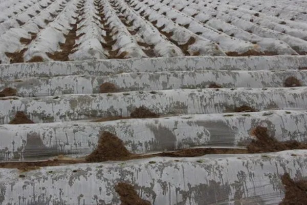 春萝卜怎么管理，白天和晚上都要保持适宜的棚温