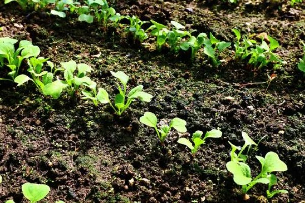 春萝卜怎么管理，白天和晚上都要保持适宜的棚温