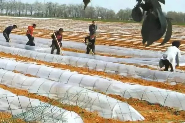 春萝卜怎么管理，白天和晚上都要保持适宜的棚温