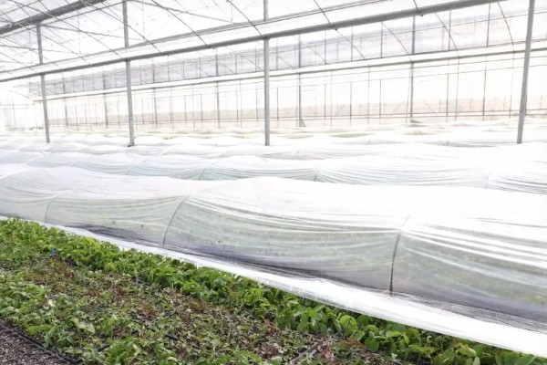 春萝卜怎么管理，白天和晚上都要保持适宜的棚温