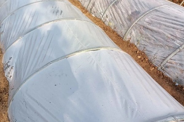 春萝卜怎么管理，白天和晚上都要保持适宜的棚温