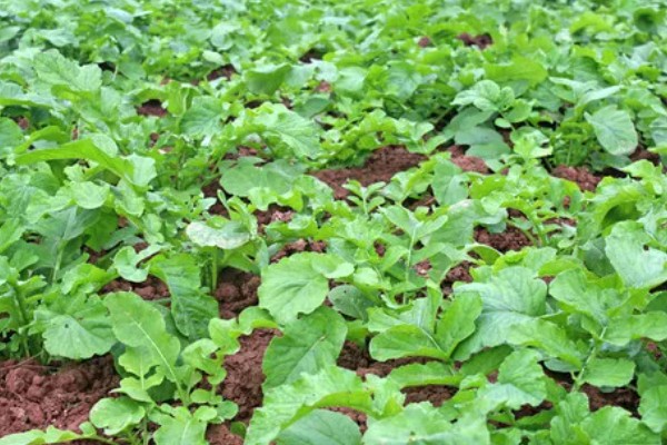 春萝卜怎么管理，白天和晚上都要保持适宜的棚温