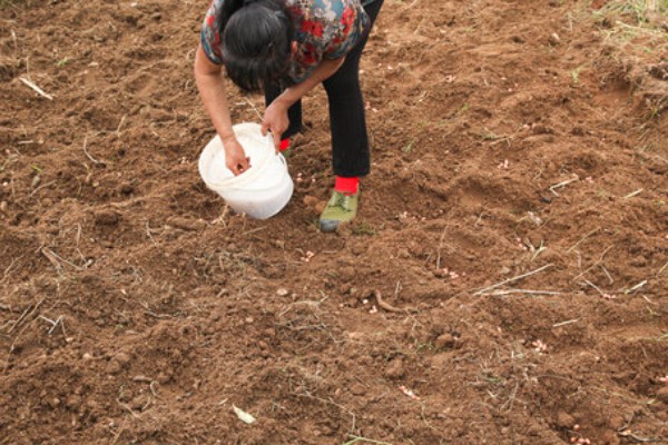 春萝卜怎么管理，白天和晚上都要保持适宜的棚温