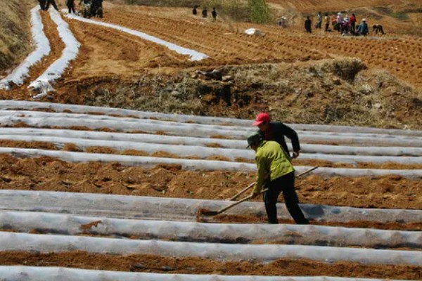 春萝卜怎么管理，白天和晚上都要保持适宜的棚温