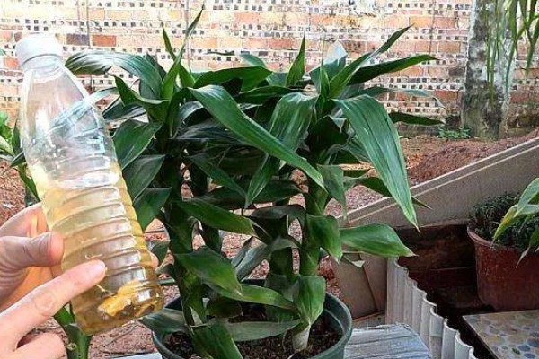 富贵竹出现黄叶如何解决，受到强光直射时要遮阴