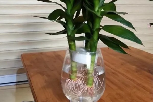 富贵竹出现黄叶如何解决，受到强光直射时要遮阴