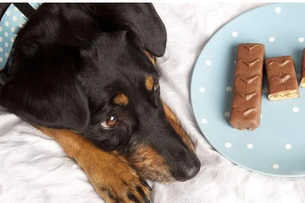 哪些东西狗不能吃，常见的有巧克力、木糖醇等