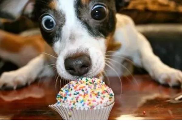 哪些东西狗不能吃，常见的有巧克力、木糖醇等