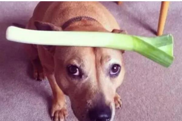 哪些东西狗不能吃，常见的有巧克力、木糖醇等