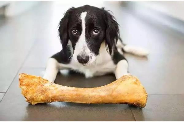 哪些东西狗不能吃，常见的有巧克力、木糖醇等