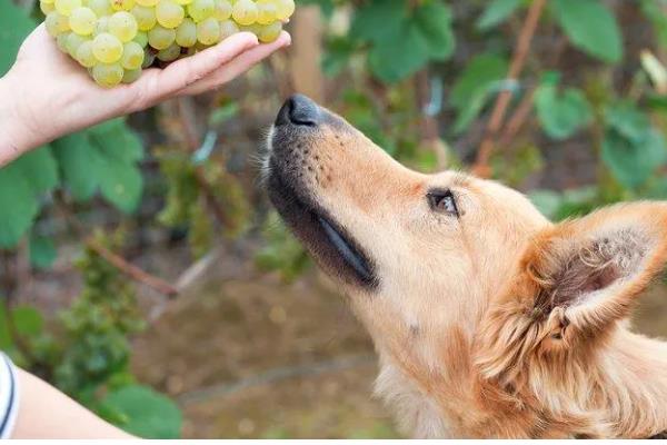 哪些东西狗不能吃，常见的有巧克力、木糖醇等
