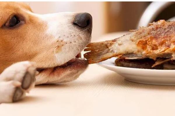 哪些东西狗不能吃，常见的有巧克力、木糖醇等