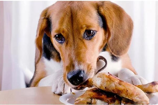 哪些东西狗不能吃，常见的有巧克力、木糖醇等