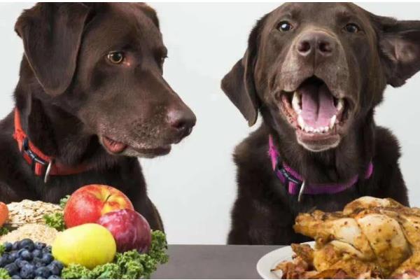 哪些东西狗不能吃，常见的有巧克力、木糖醇等