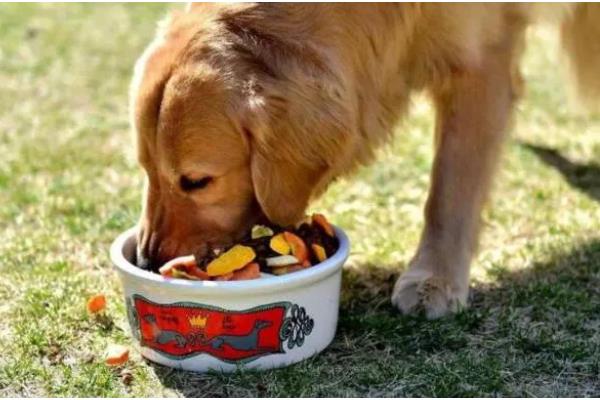 哪些东西狗不能吃，常见的有巧克力、木糖醇等