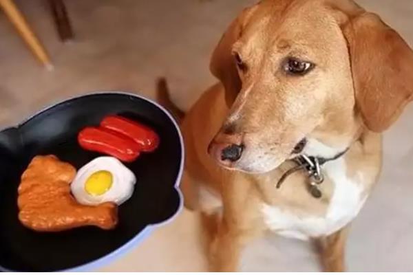 哪些东西狗不能吃，常见的有巧克力、木糖醇等