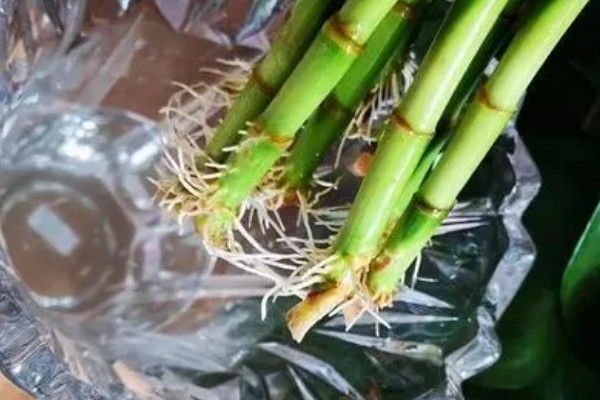 富贵竹出现黄叶如何解决，受到强光直射时要遮阴