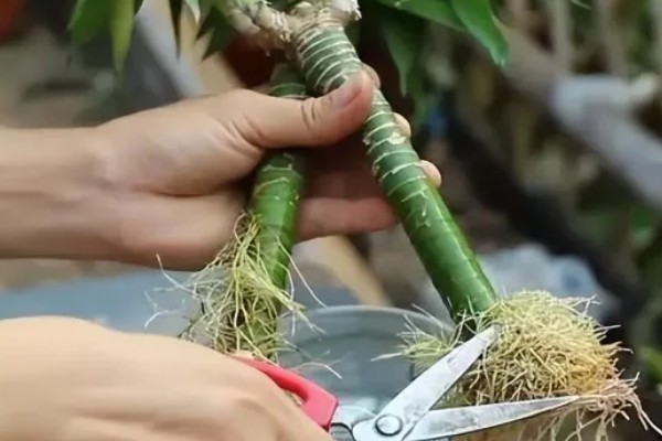 富贵竹出现黄叶如何解决，受到强光直射时要遮阴