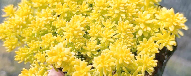 黄金万年草徒长怎么处理，在生长期间进行适当的摘心