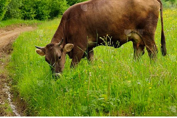 牛喜欢吃哪些食物，比较爱吃青草