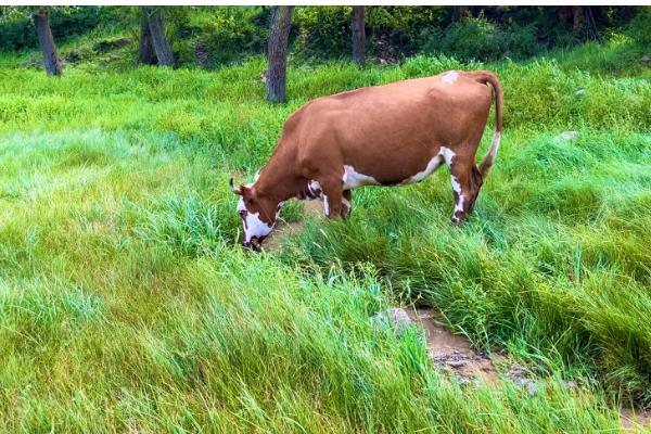牛喜欢吃哪些食物，比较爱吃青草