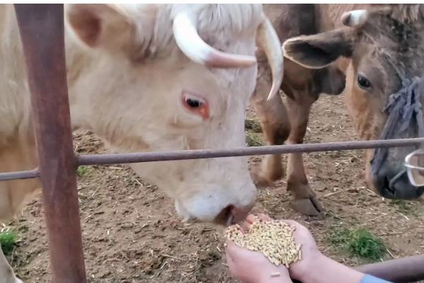 牛喜欢吃哪些食物，比较爱吃青草