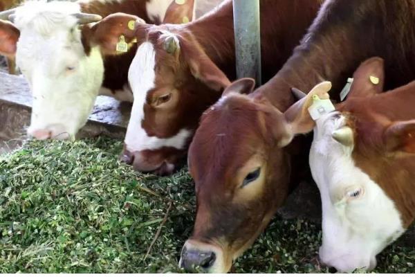 牛喜欢吃哪些食物，比较爱吃青草