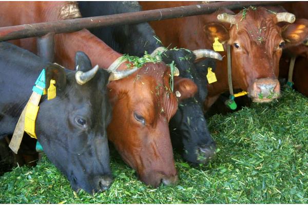 牛喜欢吃哪些食物，比较爱吃青草