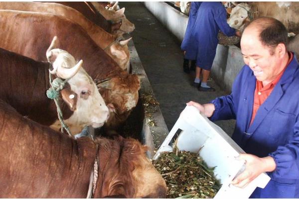 牛喜欢吃哪些食物，比较爱吃青草