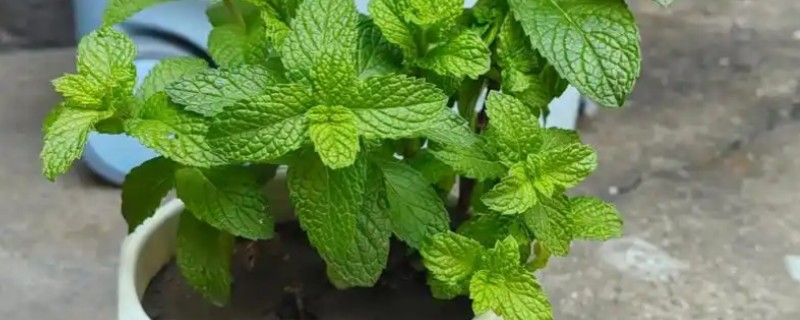 薄荷的扦插方法，土培多在5-6月份进行