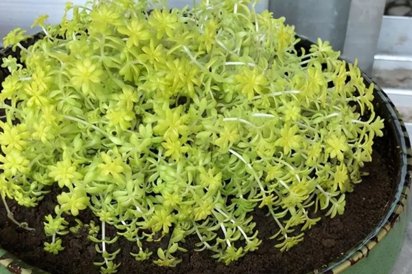 黄金万年草徒长怎么处理,在生长期间进行适当的摘心