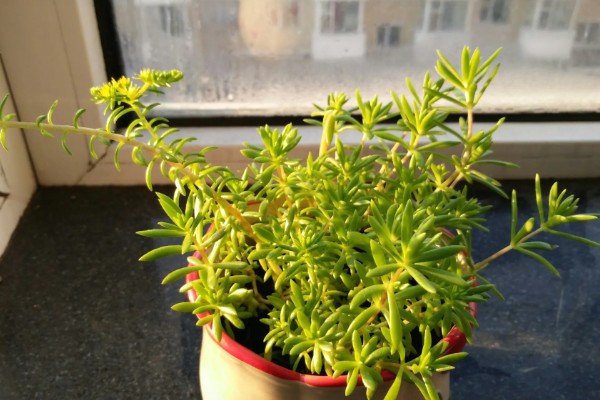 黄金万年草徒长怎么处理,在生长期间进行适当的摘心