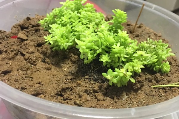 黄金万年草徒长怎么处理,在生长期间进行适当的摘心