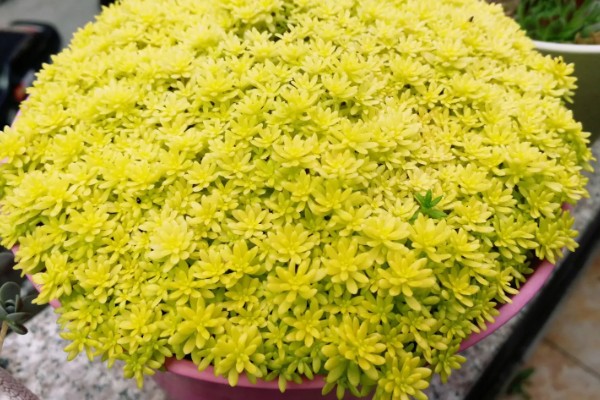 黄金万年草徒长怎么处理,在生长期间进行适当的摘心