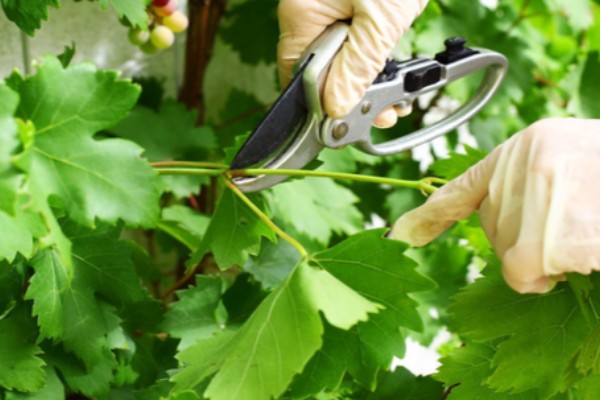 种葡萄使用哪些肥料,春季萌芽前追施速效氮肥