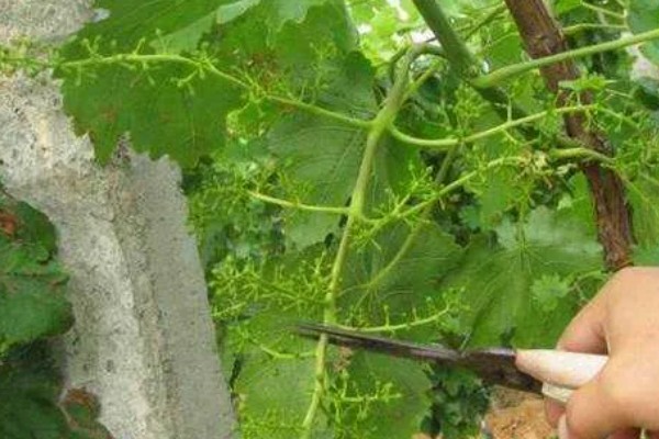 种葡萄使用哪些肥料,春季萌芽前追施速效氮肥