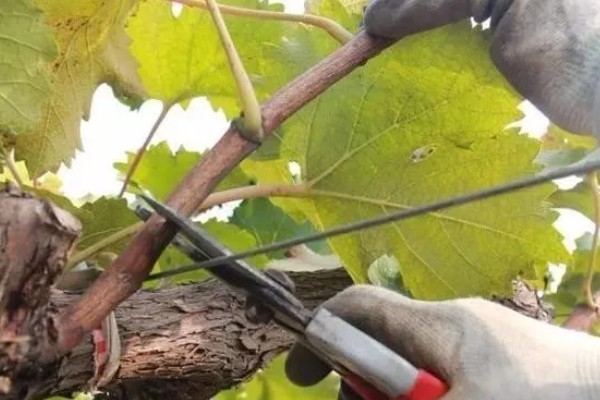 种葡萄使用哪些肥料,春季萌芽前追施速效氮肥