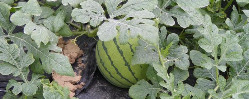 早春红玉西瓜怎么种植，对苗床浇透水再播种