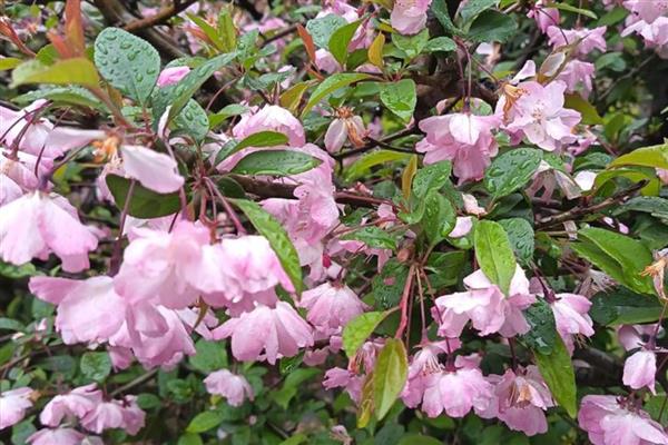 垂丝海棠的开花时间，花期为3-4月份
