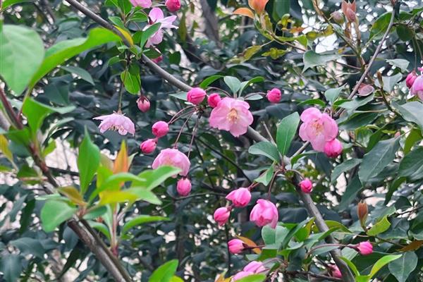 垂丝海棠的开花时间，花期为3-4月份