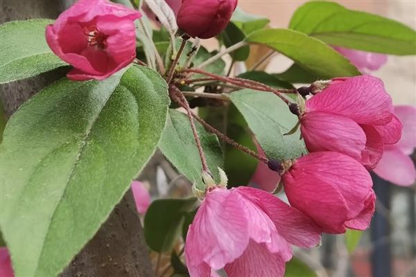 垂丝海棠的开花时间，花期为3-4月份