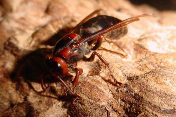 虎头蜂与马蜂的区别，虎头蜂是马蜂的一种