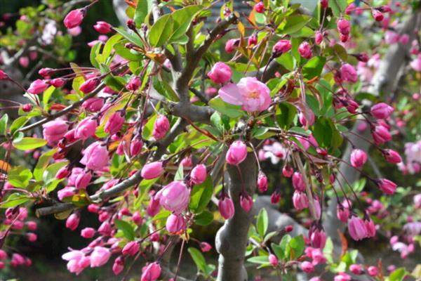 垂丝海棠的开花时间，花期为3-4月份