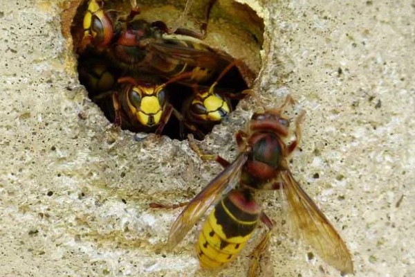 虎头蜂与马蜂的区别，虎头蜂是马蜂的一种