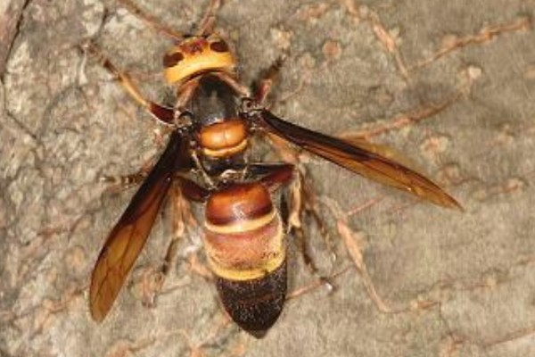 虎头蜂与马蜂的区别，虎头蜂是马蜂的一种