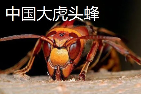 虎头蜂与马蜂的区别，虎头蜂是马蜂的一种