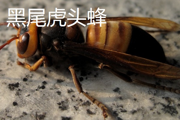 虎头蜂与马蜂的区别，虎头蜂是马蜂的一种