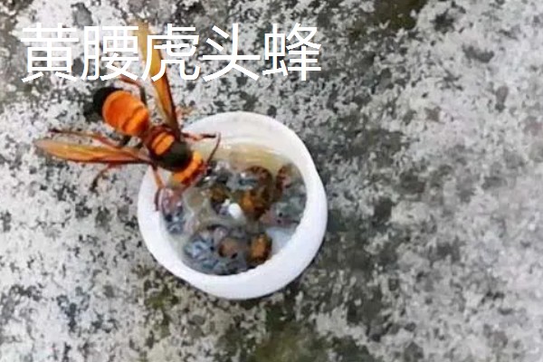 虎头蜂与马蜂的区别，虎头蜂是马蜂的一种