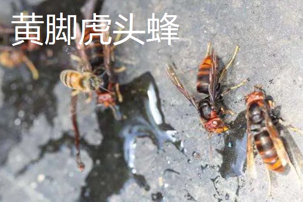 虎头蜂与马蜂的区别，虎头蜂是马蜂的一种
